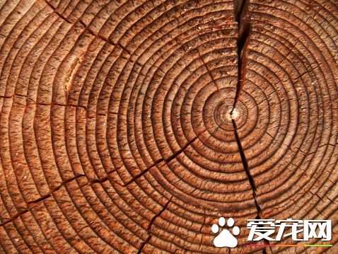 松木床的优缺点 松木床的气味对人体有害吗？