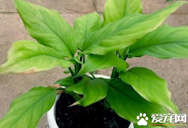 万年青有毒吗 万年青能放卧室吗