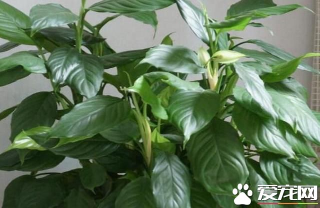 万年青有毒吗 万年青能放卧室吗