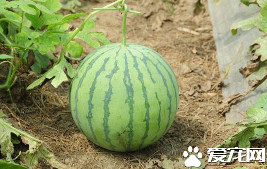 怎么知道西瓜熟不熟？买的西瓜不熟怎么办 ？