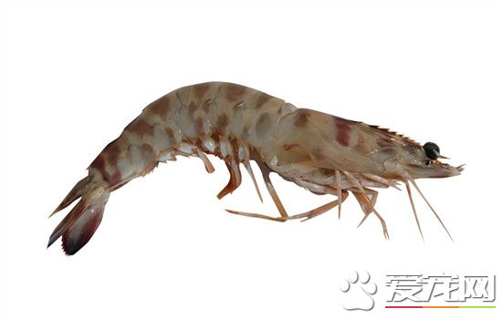 虾线怎么快速去除？虾线要怎么处理