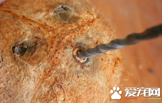 椰子怎么打开？快速打开椰子的方法讲解