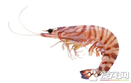 虾线怎么快速去除？虾线要怎么处理