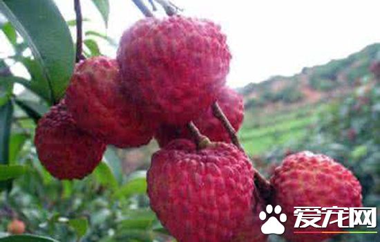 怎么挑选荔枝？选购荔枝的技巧