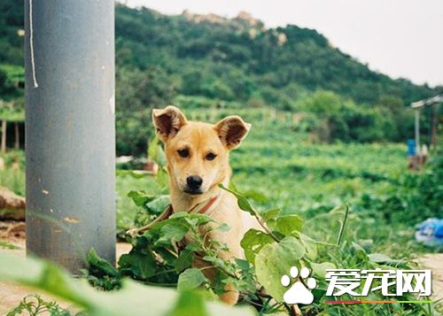 老太太与狗狗朝夕相伴多年，狗狗忽然跳楼，却不见老太太露面