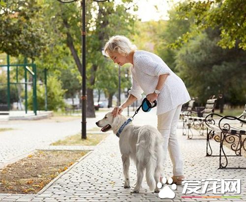 老太太与狗狗朝夕相伴多年，狗狗忽然跳楼，却不见老太太露面