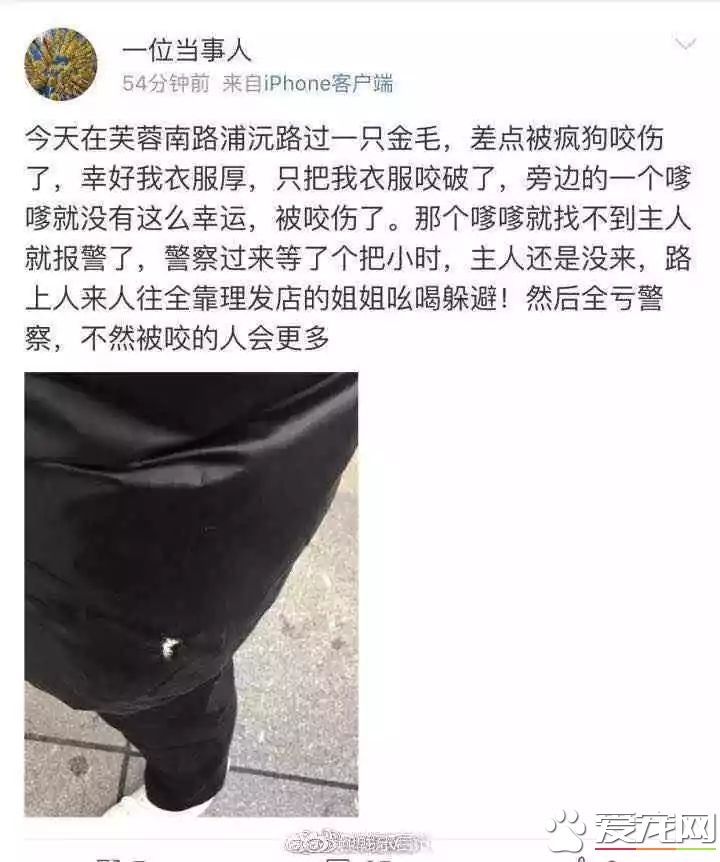 长沙芙蓉路咬人金毛被民警用木棒打死虐狗事件，官方辟谣事件全过程