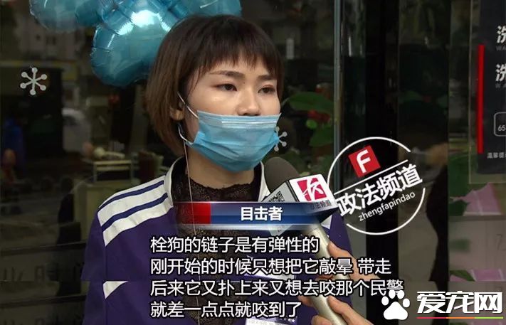 长沙芙蓉路咬人金毛被民警用木棒打死虐狗事件，官方辟谣事件全过程