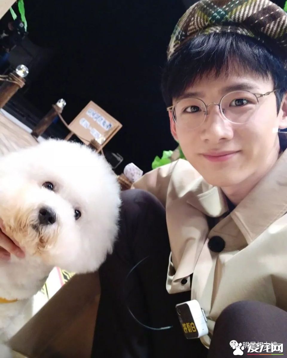 女神刘亦菲杨幂吸猫,明星与萌宠的互动画面谁的最温馨有爱?