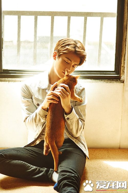 女神刘亦菲杨幂吸猫,明星与萌宠的互动画面谁的最温馨有爱?
