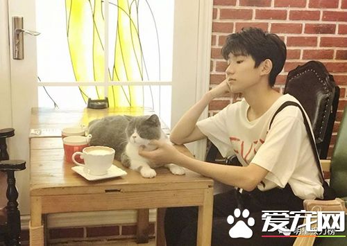 女神刘亦菲杨幂吸猫,明星与萌宠的互动画面谁的最温馨有爱?