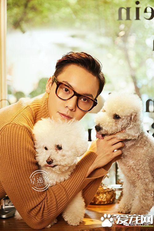 女神刘亦菲杨幂吸猫,明星与萌宠的互动画面谁的最温馨有爱?