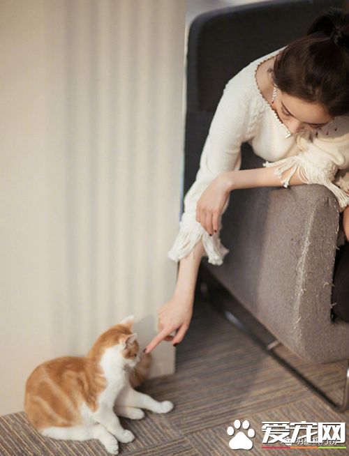 女神刘亦菲杨幂吸猫,明星与萌宠的互动画面谁的最温馨有爱?