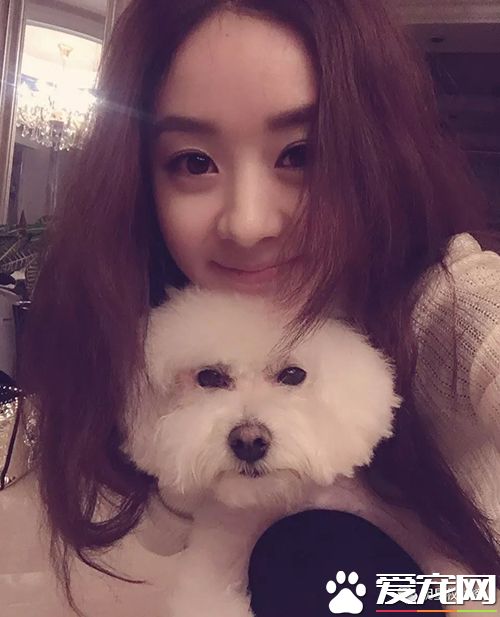 女神刘亦菲杨幂吸猫,明星与萌宠的互动画面谁的最温馨有爱?