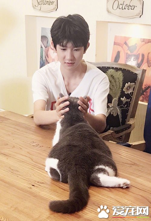 女神刘亦菲杨幂吸猫,明星与萌宠的互动画面谁的最温馨有爱?