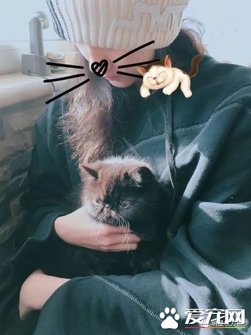 女神刘亦菲杨幂吸猫,明星与萌宠的互动画面谁的最温馨有爱?