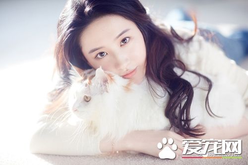女神刘亦菲杨幂吸猫,明星与萌宠的互动画面谁的最温馨有爱?