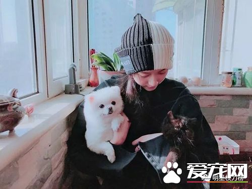 女神刘亦菲杨幂吸猫,明星与萌宠的互动画面谁的最温馨有爱?