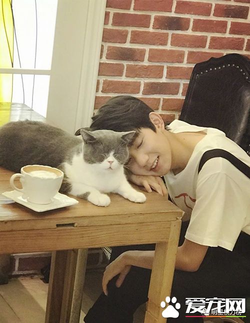 女神刘亦菲杨幂吸猫,明星与萌宠的互动画面谁的最温馨有爱?