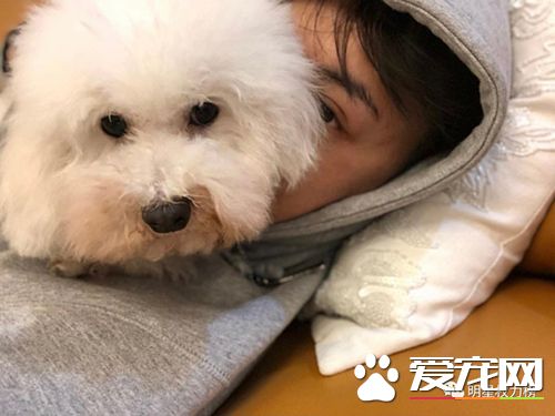 女神刘亦菲杨幂吸猫,明星与萌宠的互动画面谁的最温馨有爱?