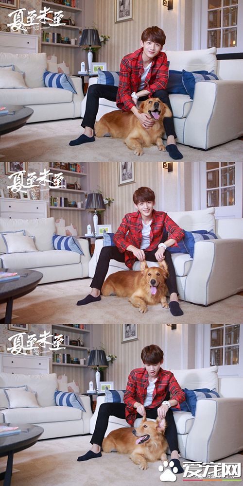 女神刘亦菲杨幂吸猫,明星与萌宠的互动画面谁的最温馨有爱?