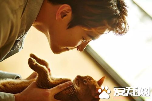 女神刘亦菲杨幂吸猫,明星与萌宠的互动画面谁的最温馨有爱?