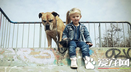 6岁女孩Lynn陪伴爱犬的最后20天，“谢谢你出现在我的生命里”