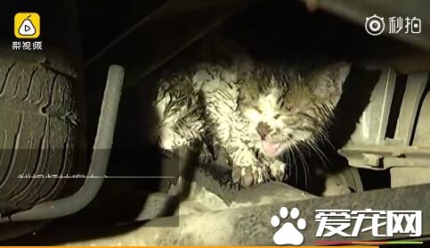 2018最暖女司机！流浪猫屡次钻车轮，她冒雪耐心救出