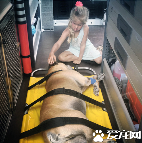 6岁女孩Lynn陪伴爱犬的最后20天，“谢谢你出现在我的生命里”