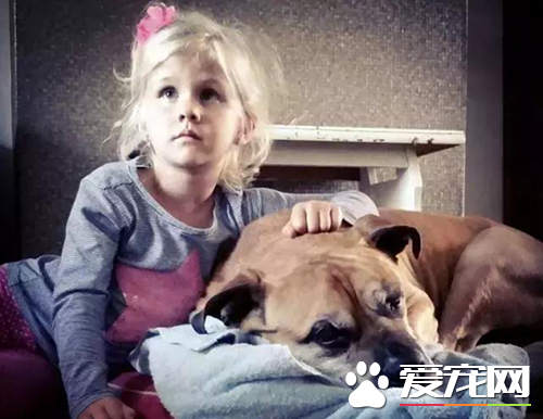 6岁女孩Lynn陪伴爱犬的最后20天，“谢谢你出现在我的生命里”
