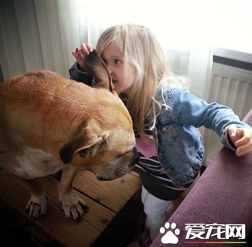 6岁女孩Lynn陪伴爱犬的最后20天，“谢谢你出现在我的生命里”