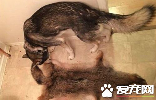 外国小伙在二哈面前剥狼皮,以后二哈变的乖巧无比