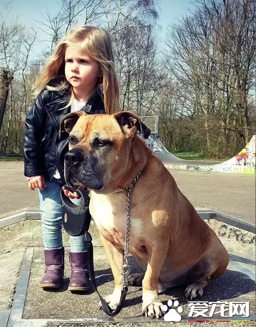 6岁女孩Lynn陪伴爱犬的最后20天，“谢谢你出现在我的生命里”