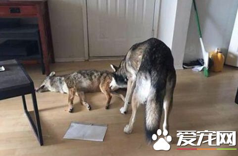 外国小伙在二哈面前剥狼皮,以后二哈变的乖巧无比