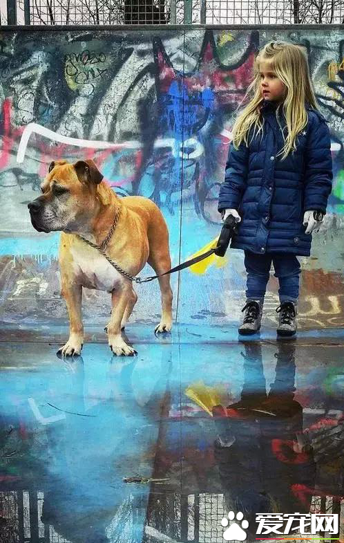 6岁女孩Lynn陪伴爱犬的最后20天，“谢谢你出现在我的生命里”