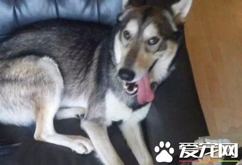 外国小伙在二哈面前剥狼皮,以后二哈变的乖巧无比