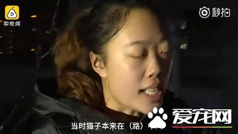 2018最暖女司机！流浪猫屡次钻车轮，她冒雪耐心救出