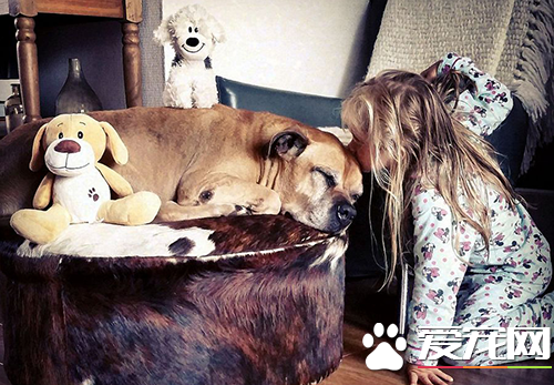 6岁女孩Lynn陪伴爱犬的最后20天，“谢谢你出现在我的生命里”