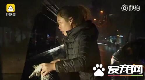 2018最暖女司机！流浪猫屡次钻车轮，她冒雪耐心救出