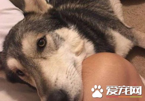 外国小伙在二哈面前剥狼皮,以后二哈变的乖巧无比