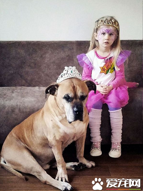 6岁女孩Lynn陪伴爱犬的最后20天，“谢谢你出现在我的生命里”