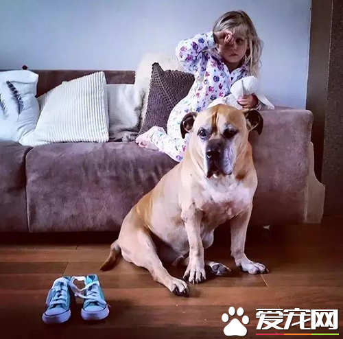 6岁女孩Lynn陪伴爱犬的最后20天，“谢谢你出现在我的生命里”