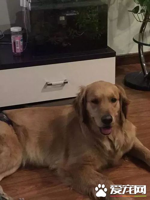 小偷入室偷窃，打伤金毛，事后为何还要主人赔偿？