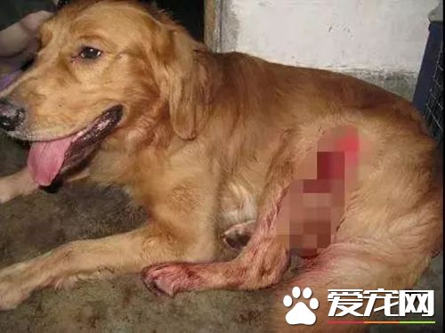 小偷入室偷窃，打伤金毛，事后为何还要主人赔偿？