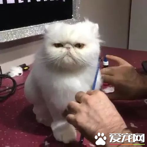 主人晒出猫咪剪发时的表情，微博网友瞬间笑喷：让这眼神委屈到哭！