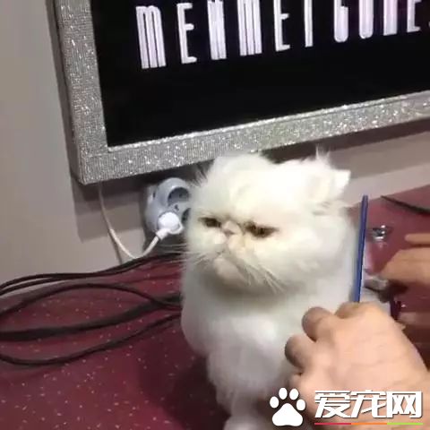主人晒出猫咪剪发时的表情，微博网友瞬间笑喷：让这眼神委屈到哭！