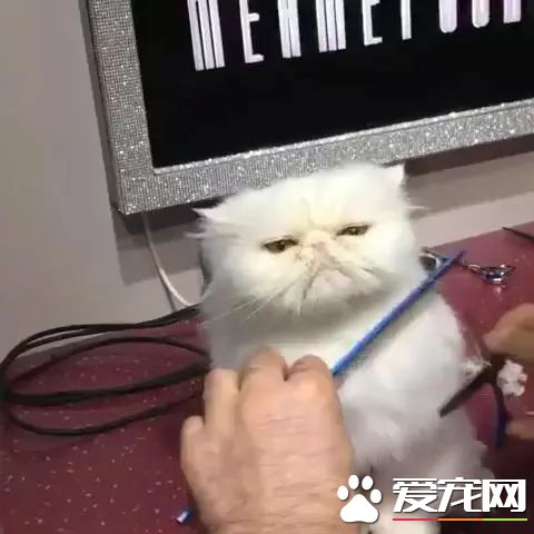 主人晒出猫咪剪发时的表情，微博网友瞬间笑喷：让这眼神委屈到哭！