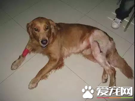 小偷入室偷窃，打伤金毛，事后为何还要主人赔偿？