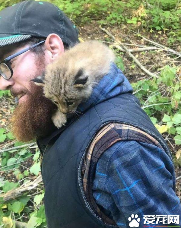 马修偶遇小猫竟是被丢弃的猞猁 举手之劳救猞猁命