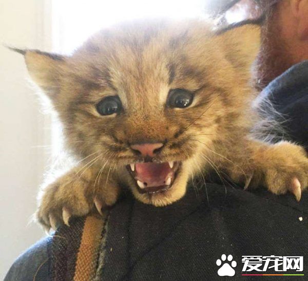 马修偶遇小猫竟是被丢弃的猞猁 举手之劳救猞猁命